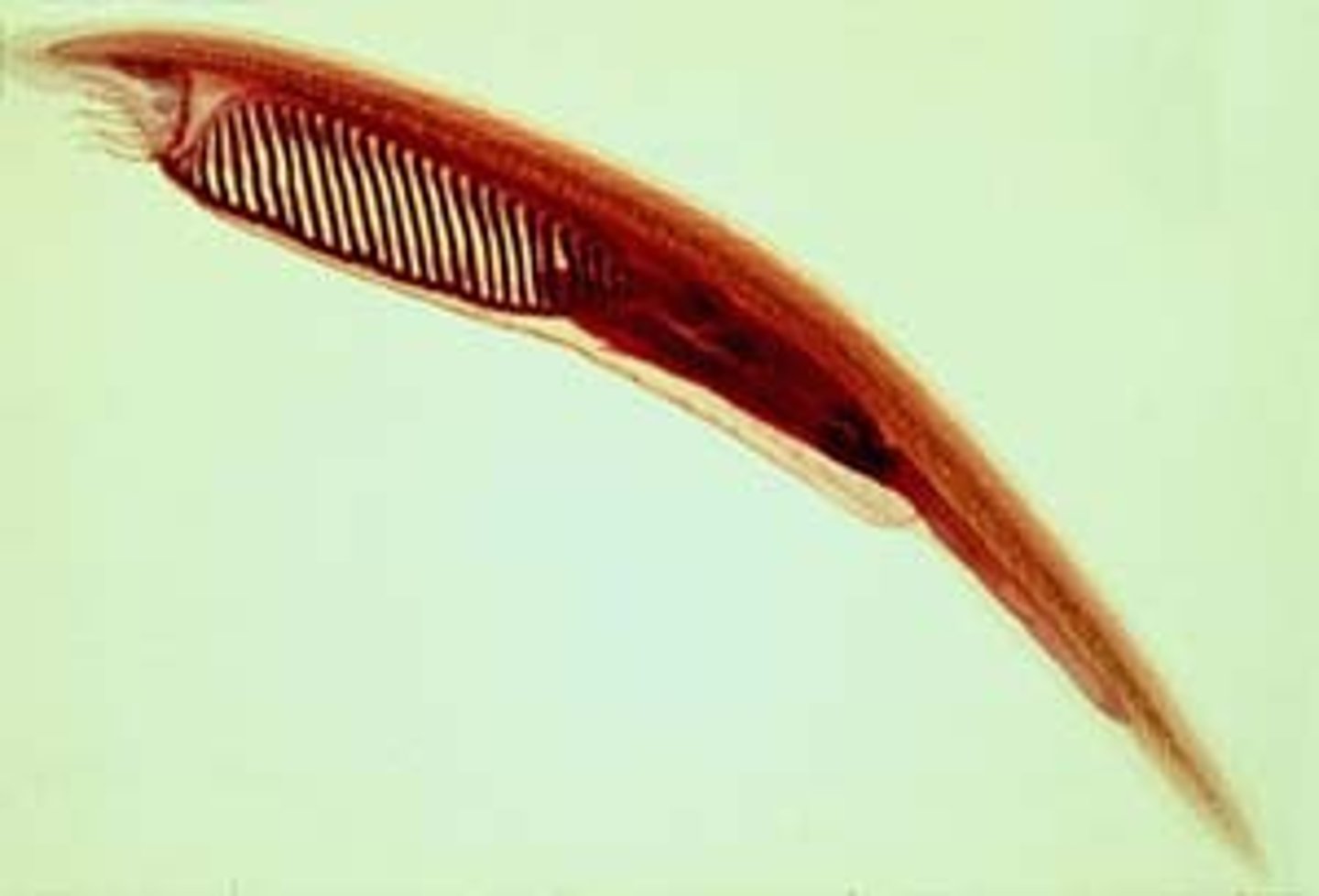 <p>- Date back to the Mid-Cambrian period</p><p>- Lived in oceans</p><p>- Earliest chordates had a notochord, segmented muscles, a tail fin and pharyngeal slits</p>