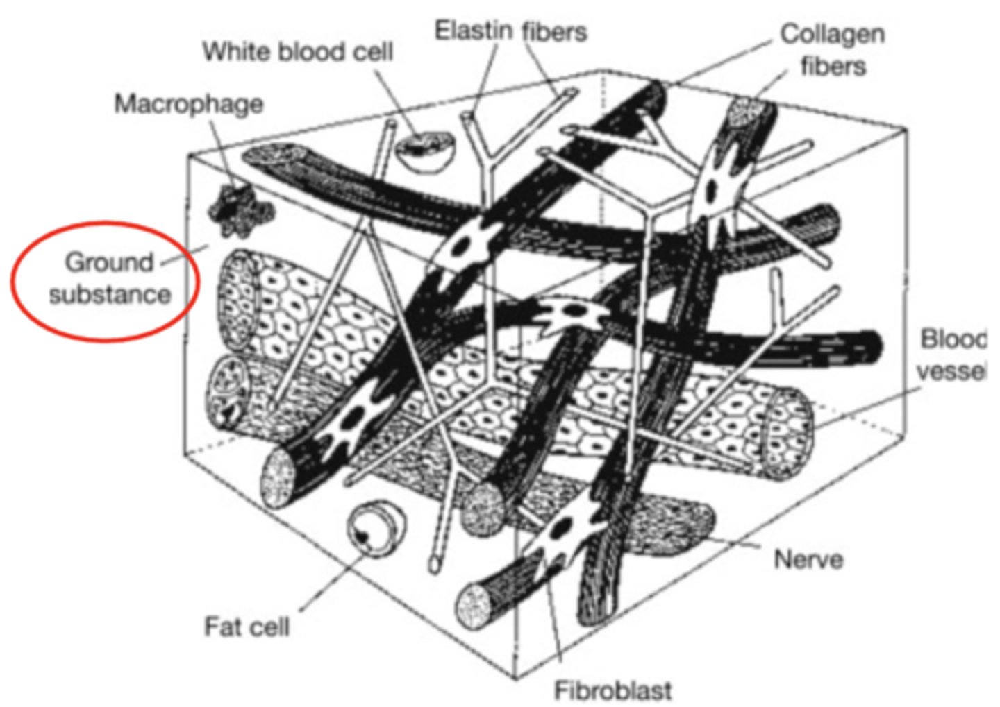 <p>- Decreased distance between adjacent fibers</p><p>- Increased fiber contact --> Micro-adhesions</p><p>- Random fiber orientation due to no stress from immobilization</p>