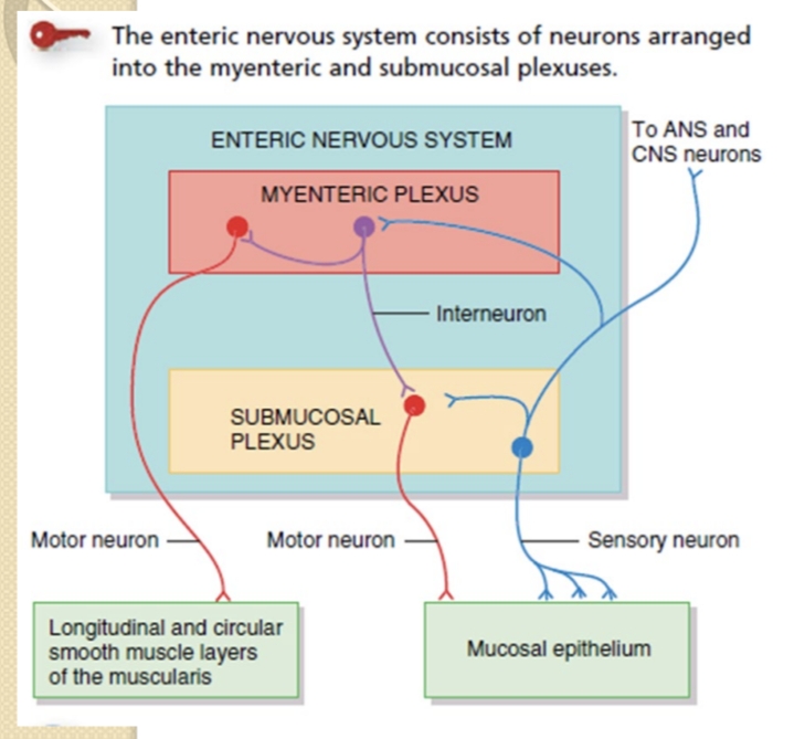 <p>Myenteric (Auerbach) plexus controls motility; Submucosal (Meissner) plexus controls secretions.</p>