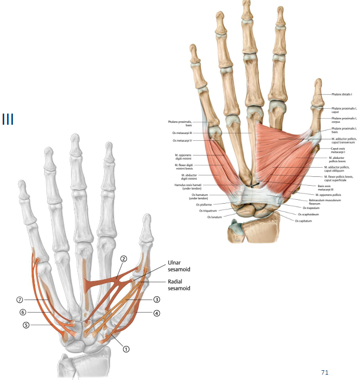 <p>o: </p><ul><li><p>caput transversum: palmair vlak MC III</p></li><li><p>caput obliquum: os capitatum, baiss MC II</p></li></ul><p>I: basis proximale phalanx pollicis</p><p>Functie:</p><ul><li><p>CMC: <strong>adductie</strong>, oppositie</p></li><li><p>MCP: flexie</p></li></ul><p>Innervatie: n. ulnaris </p><p></p>