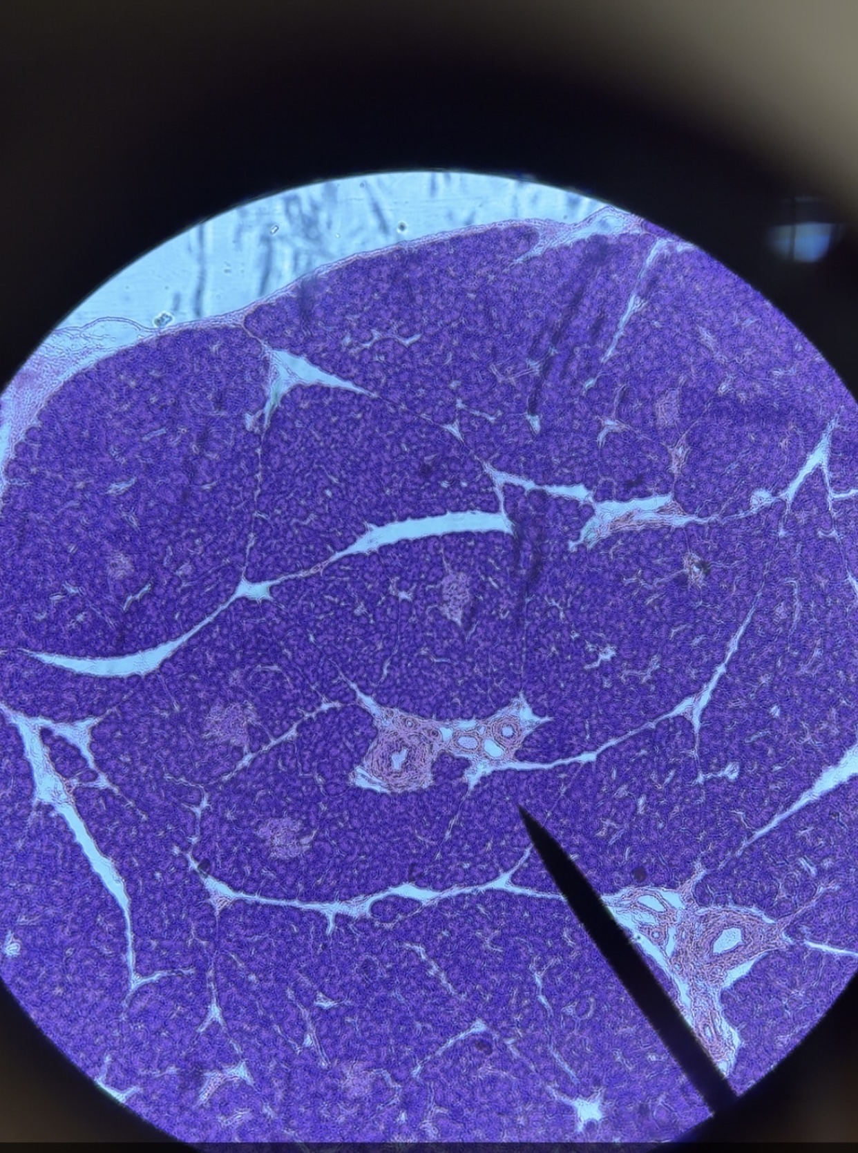 <p>What microscope tissue is this?</p>
