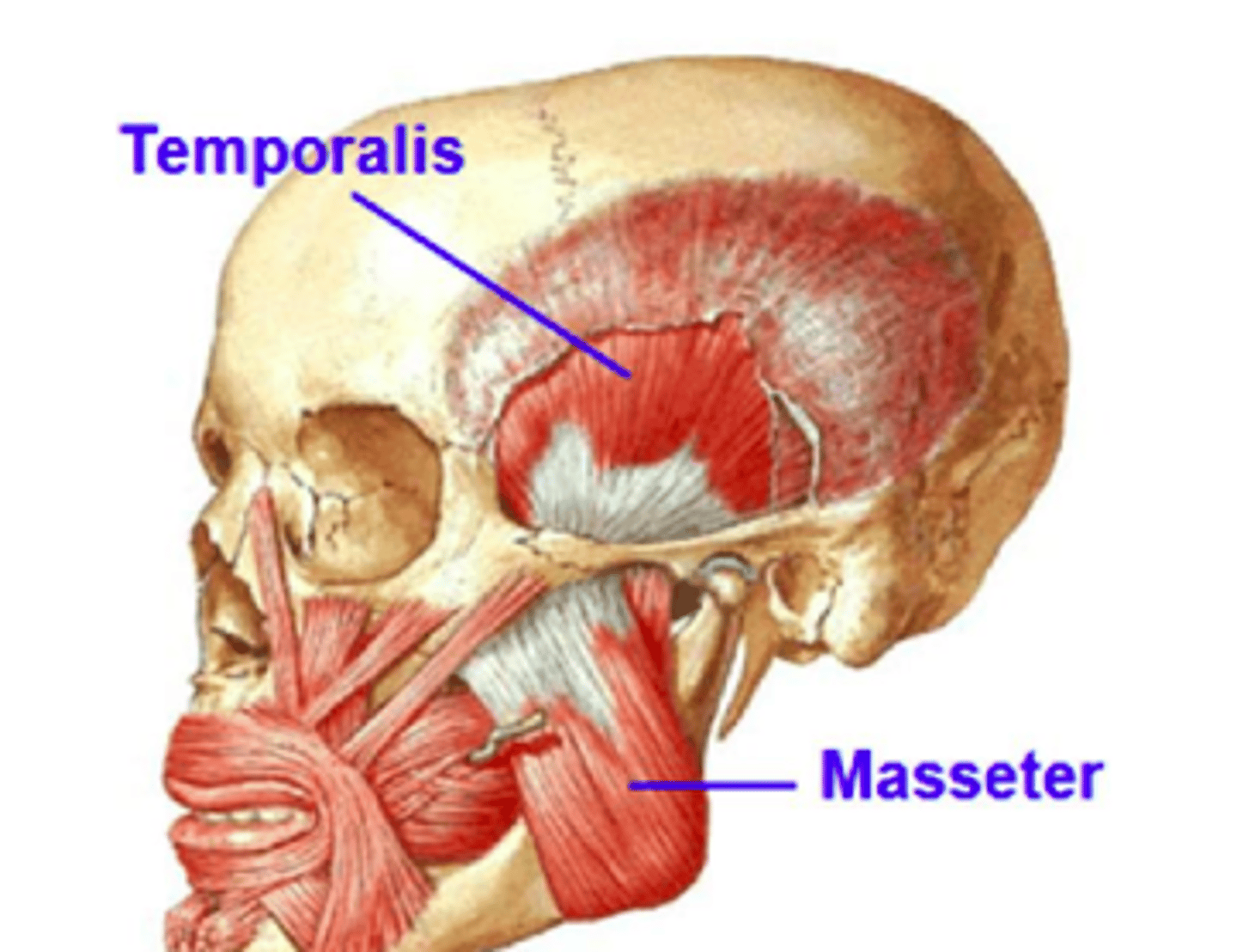 <p>Superficial head: angle of the mandible</p><p>Deep head: upper half of ramus of and as high as the coronoid process of the mandible</p>