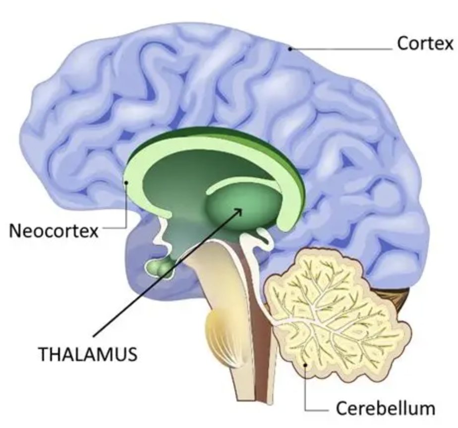 <p><span style="background-color: transparent;"><span>Filters information from all sensory receptor sites (except the nose) to send to the relevant area for processing</span></span></p>