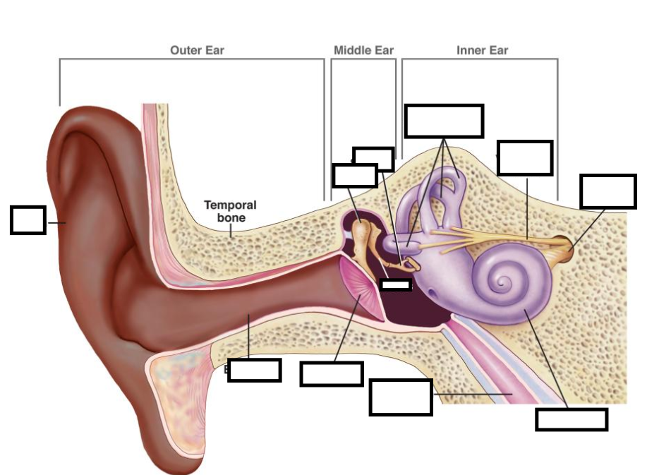 <p>label ear</p>