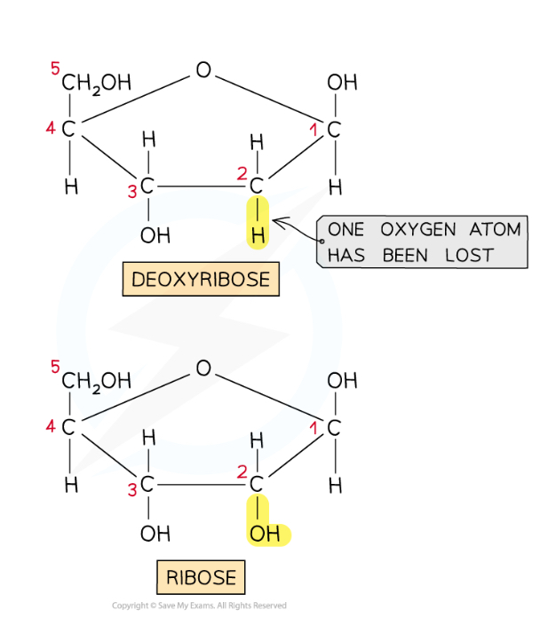 <p>Ribose and deoxyribose are <strong>pentose</strong> (5 carbon) sugars, with similar formulas except that deoxyribose has one less oxygen than ribose (lost from the second carbon)</p>