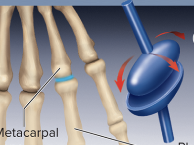 <p> type of synovial joint,   oval-shaped end of one bone fits into a similarly shaped hollow of another bone, allowing movement in two planes. </p>