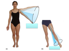 the circular movement at the far end of a limb