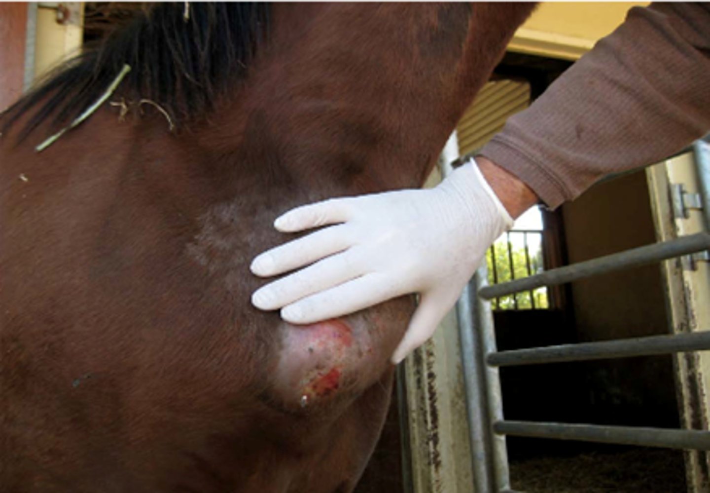 <p>-Caused by Corynebacterium pseudotuberculosis</p><p>- Generally forms external abscesses</p><p>- Rarely forms internal abscesses</p>