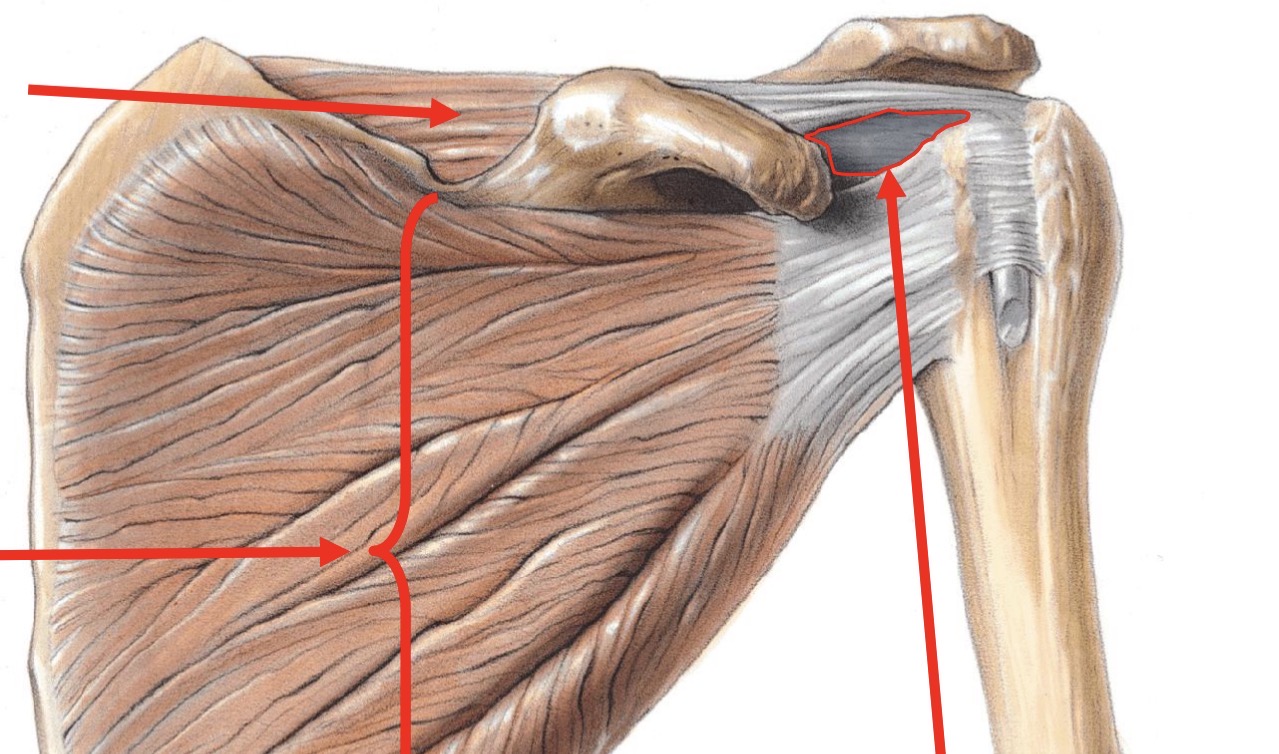 <p>roof of rotator interval</p>