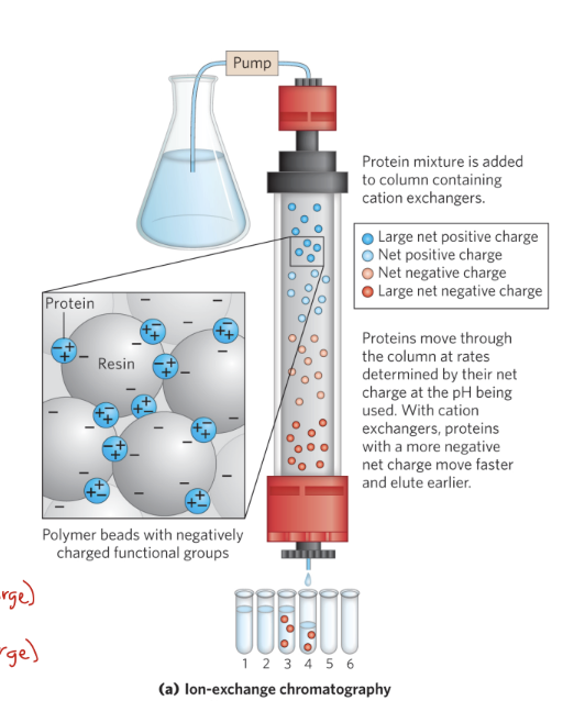 <p>ion-exchange chromatography (IEX)</p>