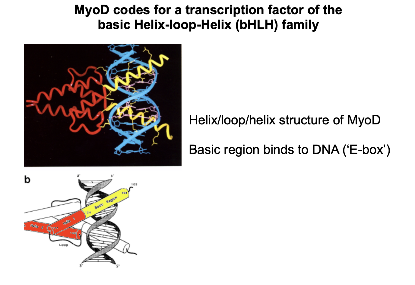 <ul><li><p>DNA binding protein transciption factor</p><ul><li><p>binds to the upstream sequences of muscle specific genes</p></li><li><p>activates them</p></li></ul></li></ul><p>also</p><ul><li><p>Activates its own transicption </p></li></ul><p>THEREFORE: once started</p><ul><li><p>MyoD preotin ensures that a stable feed back loop operates</p></li><li><p><strong>maintain</strong> the expression of muscle specific genes!</p></li></ul><p></p><p></p>