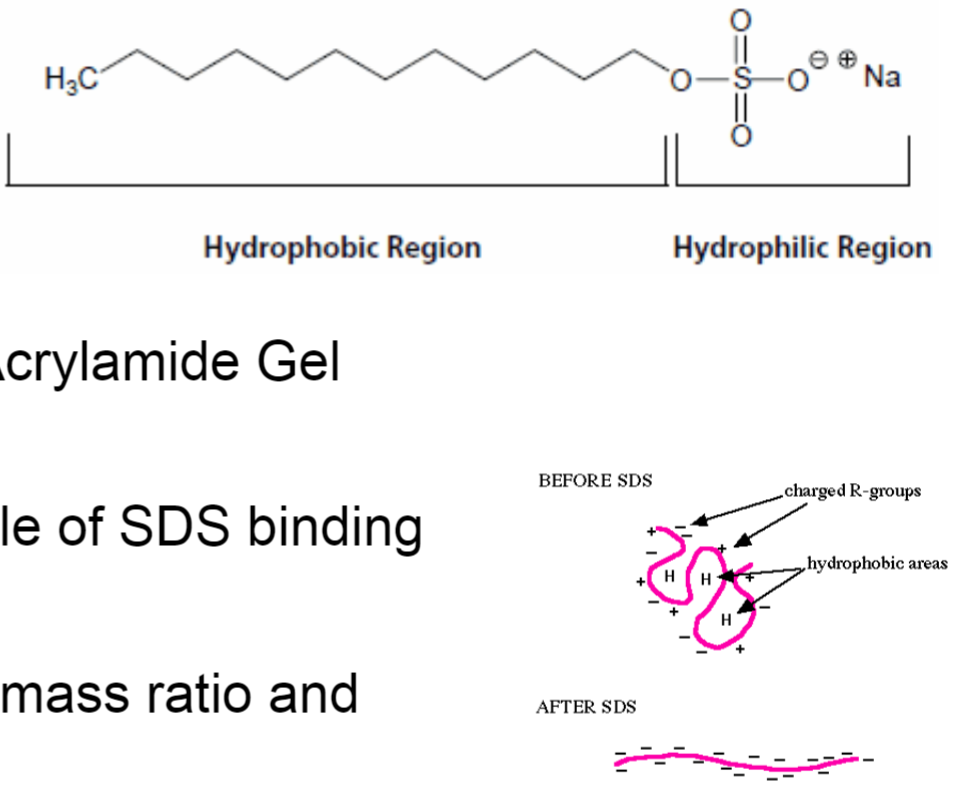 <ul><li><p>Sodium Dodecyl Sulfate (SDS) - PolyAcrylamide Gel Electrophoresis (PAGE)</p></li><li><p>SDS denatures proteins w/ 1 molecule of SDS binding every 2 amino acids (amphipathic)</p></li><li><p>proteins will have same charge: mass ratio and migrate in gel towards anode</p></li><li><p>polyacrylamide gel creates mesh/sieve of cross-linked molecules that separate subunits based on size</p></li><li><p>size can be deduced by comparing MW markers</p></li></ul>