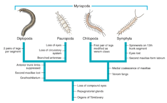 <p>Class Diplopoda (millipedes)</p><p>Class Chilopoda (Centipedes)</p>