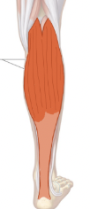 <p>plantarflexion of foot</p>