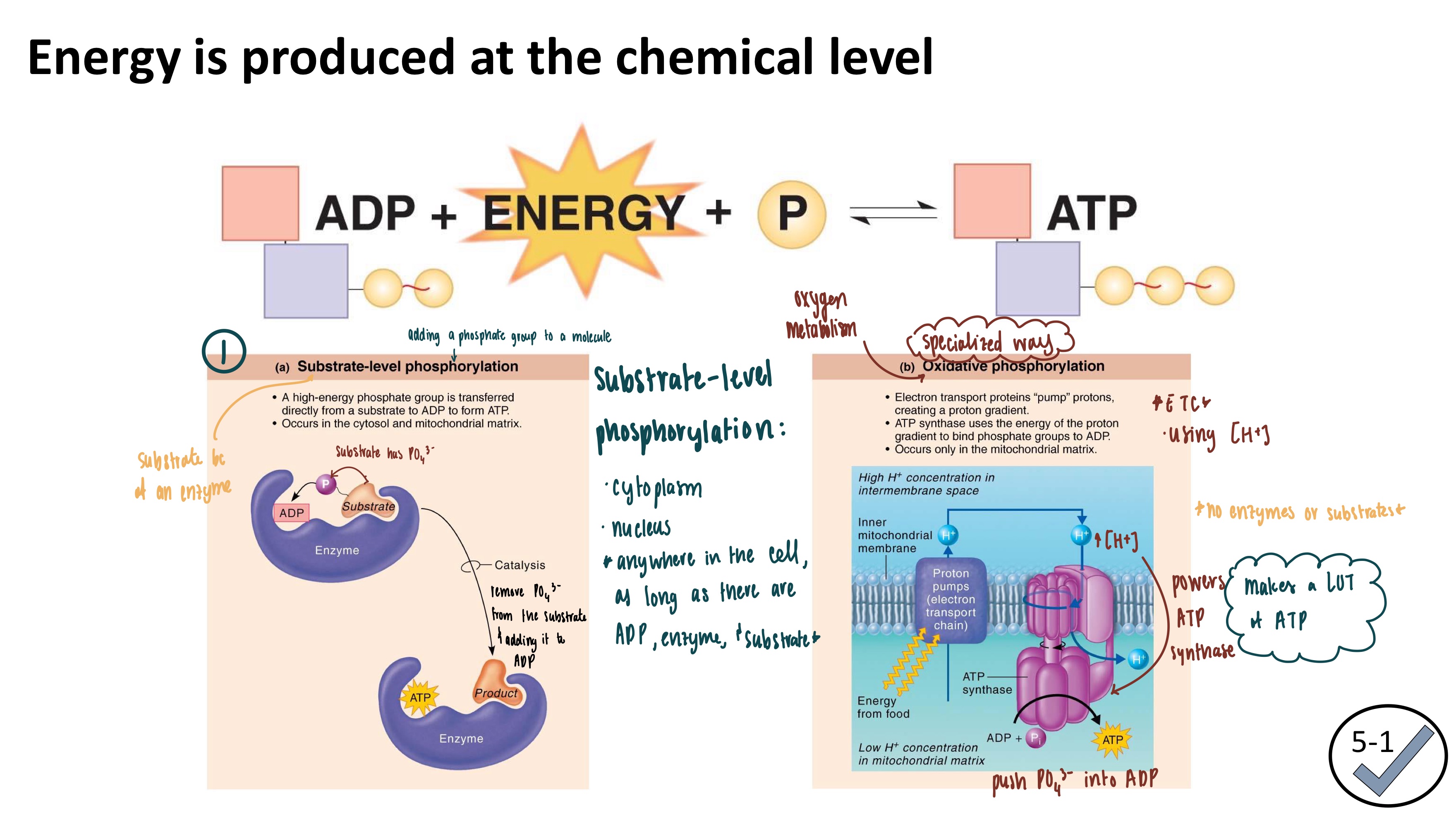 <ul><li><p><strong>ATP Synthesis</strong></p><ul><li><p>Energy ise produced at the chemical level</p></li><li><p>2 ways of making ATP (substrate-level phosphorylation and oxidative phoshorylation) </p></li></ul></li><li><p><strong>Phosphorlyation</strong>: adding a phosphate group to a molecule</p></li><li><p><strong>Substrate-level Phosphorylation</strong></p><ol><li><p>Using an enzyme to add a phosphate group to ADP</p></li><li><p>Occurs in the cystol &amp; mitochondrial matrix</p></li><li><p>Very little ATP produced</p></li></ol></li><li><p><strong>Oxidative Phosphorylation</strong></p><ol><li><p>Uses the Electron Transport System (proteins that “pump” protons)</p></li><li><p>Uses the H+ gradient and ATP Synthase to create ATP </p></li><li><p>ONLY in the mitochondrial matrix</p></li><li><p>LOTS of ATP </p></li><li><p>Requires O<sub>2</sub></p></li></ol></li></ul><p></p>