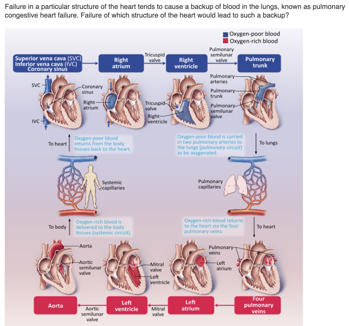 <table style="min-width: 25px;"><colgroup><col style="min-width: 25px;"></colgroup><tbody><tr><td colspan="1" rowspan="1" style="margin: 0px; padding: 0.3em; position: relative;"><p>pulmonary semilunar valve &nbsp; &nbsp; &nbsp; &nbsp;</p></td></tr><tr><td colspan="1" rowspan="1" style="margin: 0px; padding: 0.3em; position: relative;"><p>right atrium &nbsp; &nbsp; &nbsp; &nbsp;</p></td></tr><tr><td colspan="1" rowspan="1" style="margin: 0px; padding: 0.3em; position: relative;"><p>left ventricle &nbsp; &nbsp; &nbsp; &nbsp;</p></td></tr><tr><td colspan="1" rowspan="1" style="margin: 0px; padding: 0.3em; position: relative;"><p>right ventricle &nbsp;</p></td></tr></tbody></table><p></p>