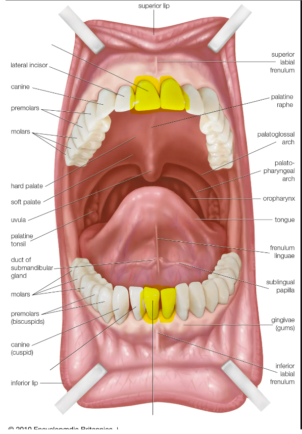 knowt flashcard image