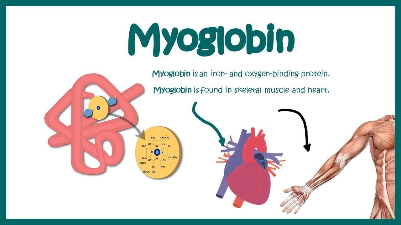 <p>a small, iron-containing heme protein found in heart and skeletal muscles that stores and facilitates the transport of oxygen within muscle cells</p><ul><li><p>acts as an oxygen reservoir, rapidly releasing O2 t mitochondria during high metabolic demand or low-oxygen conditions</p></li><li><p>has a greater affinity for O2 than hemoglobin, allowing it to efficiently pick up O2 from hemoglobin in the blood</p></li></ul><p><span style="color: rgb(255, 105, 180);"><strong><span>Structure:</span></strong></span></p><ul><li><p>a single polypeptide chain with one oxygen-binding heme site</p></li></ul><p><span style="color: rgb(255, 105, 180);"><strong>Function:</strong></span></p><ul><li><p>its primary role is oxygen storage, releasing O2 during muscle contraction or when cellular oxygen levels drop</p></li></ul><p><span style="color: rgb(255, 105, 180);"><strong><span>Oxygen transport faciliation:</span></strong></span></p><ul><li><p>increases the oxygen diffusion rate from capillaries into the cytoplasm,</p></li></ul><p><span style="color: rgb(255, 105, 180);"><strong><span>Cooperative binding:</span></strong></span></p><ul><li><p>as one oxygen molecule binds, the hemoglobin structure changes to make it easier for the remaining three sports to bind oxygen</p></li></ul><p><span style="color: rgb(255, 105, 180);"><strong><span>Significance:</span></strong></span></p><ul><li><p>it ensures efficient delivery of oxygen for ATP production throughout the body</p></li></ul><p></p>