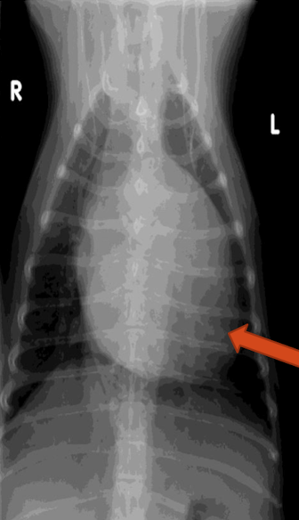 <p>What is the arrow pointing to? </p>