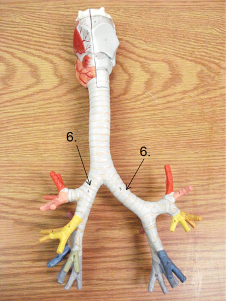 <p>The first branches of the trachea. There are two primary bronchi, one for each lung.</p>