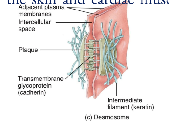 <p>Desmosomes</p>