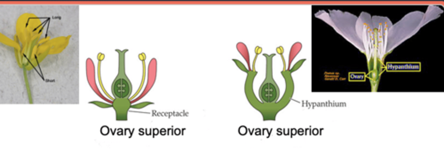 <p>- ovary is visible inside the flower</p><p>- ovary sits on the receptacle or in the bottom of the hypanthium</p>