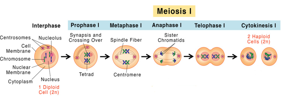 <p>Starts with 1 cell with 46 chromosome pairs (92 sister chromatids) and ends with 2 haploid cells, each with 23 chromosome pairs (46 sister chromatids).</p><p></p>