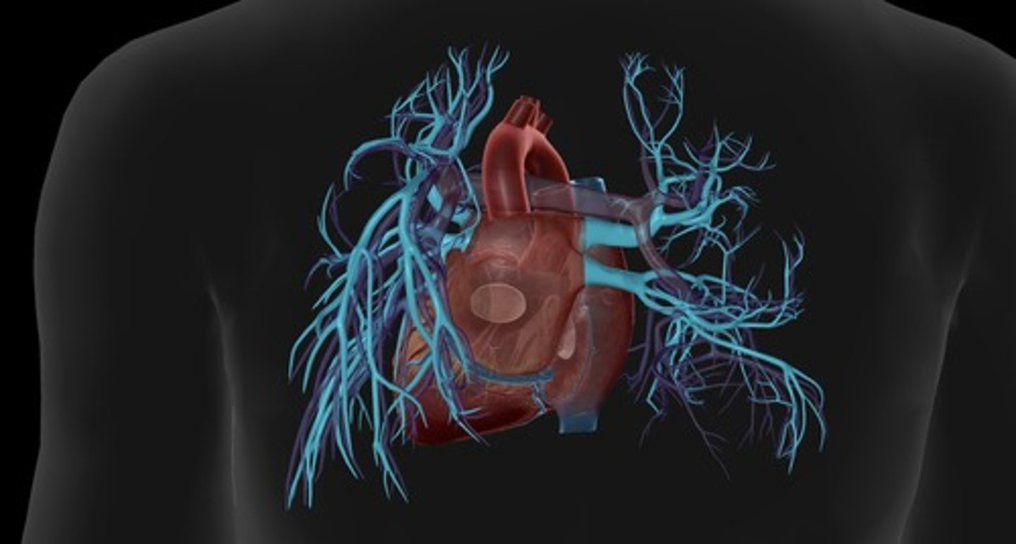 <p>deliver oxygen rich blood from the lungs to the left atrium (right and left)</p>
