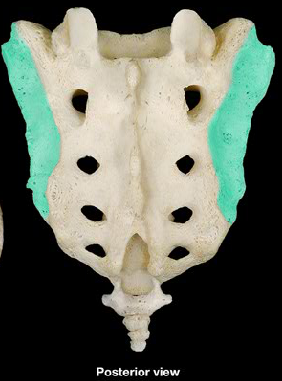 Superior and lateral surface for articulation with the ilium of pelvis