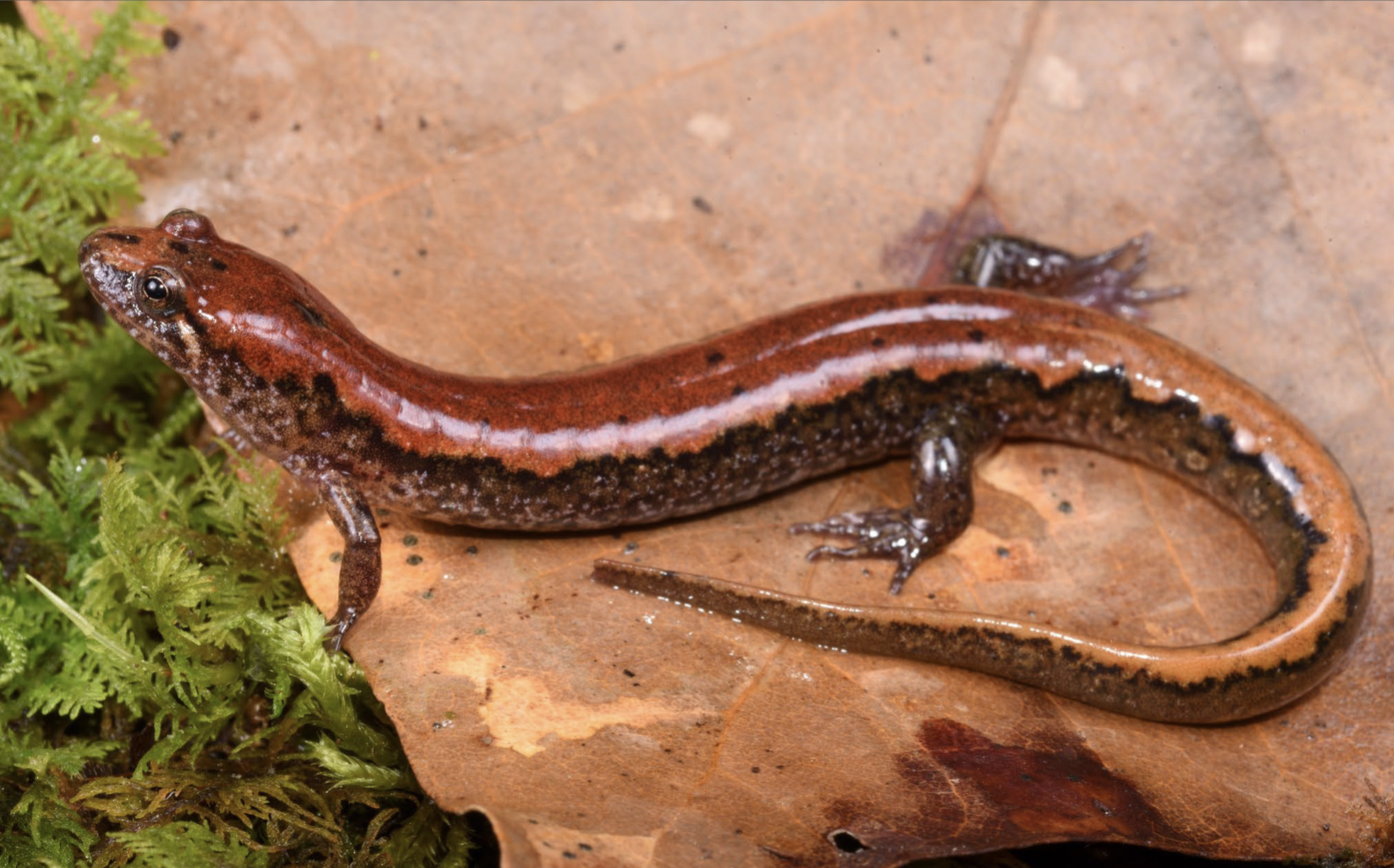 <p>rounded tail, arrow like patterns pointing down on straight linear line, E. KY</p>