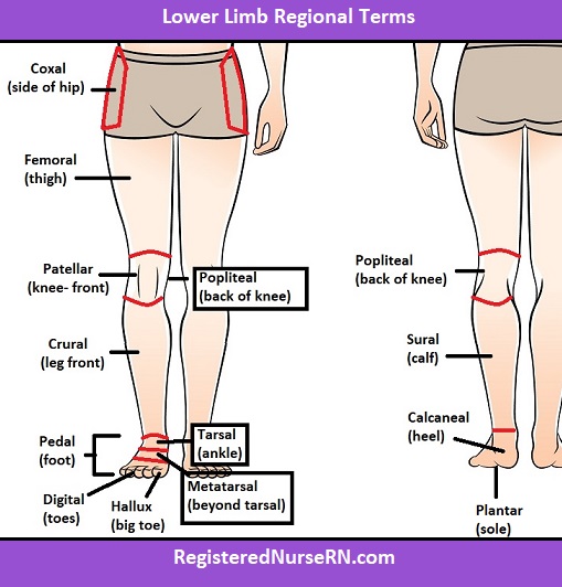 <p>Leg (front)</p>