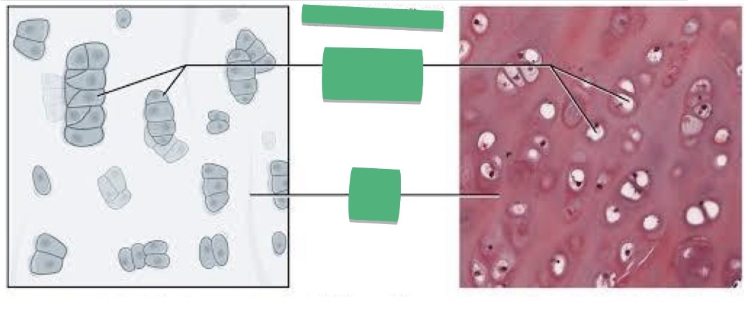 <p>TISSUE: ________</p>