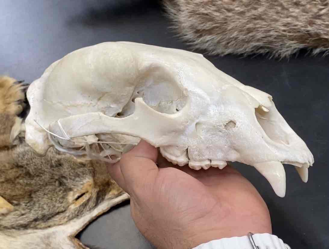 <ul><li><p>Order- Carnivora </p></li><li><p>Fam- Ursidae </p></li></ul><p>med sized bear. have small rounded ears. small eyes. and very short tails. most spp have long rough fur and hairs that make it up are generally unicolored. skulls are massive elongates with unspecialized incissors. elongated canines and slightly hooked reduced premolars. the carnassials are flattened and specialized for crushing posses robust, recurved. non retractible claws that they use for climbing digging and ripping. food varies. omnivorous. </p>