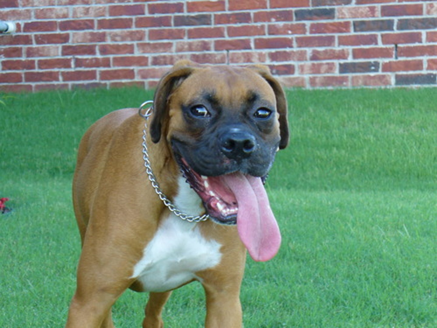 <p>liheg, zihál (rapid, often heavy, shallow breaths, typically a physical response to exertion like exercise or to being hot)</p>