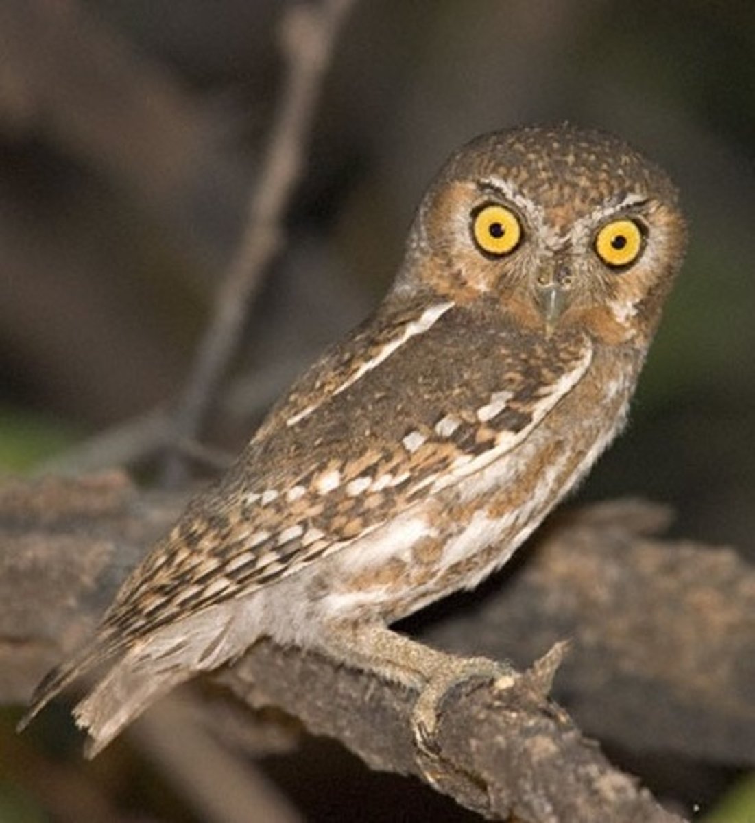 <p>short tail; <strong>Deserts</strong> and desert riparian woodland; CA Endangered bc of loss of habitat</p>