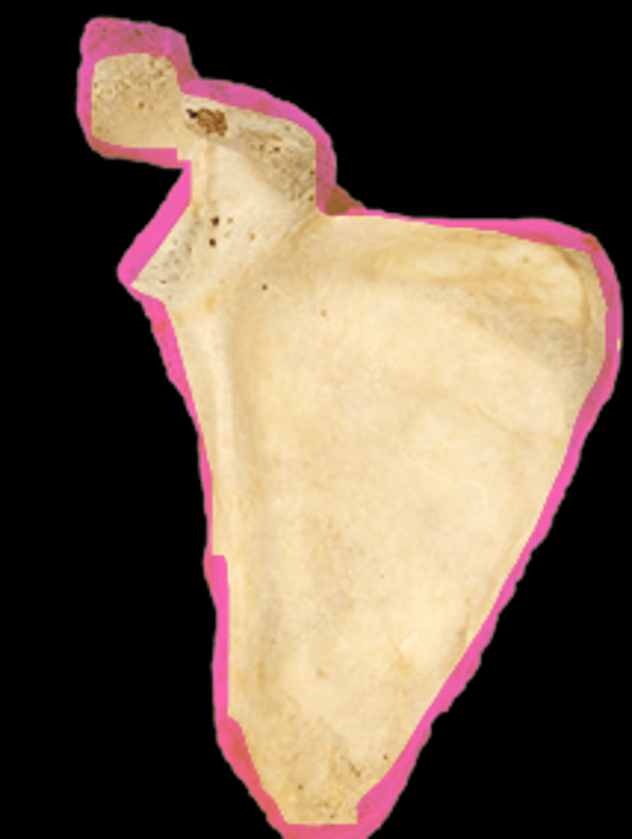 <p>name the bone</p>