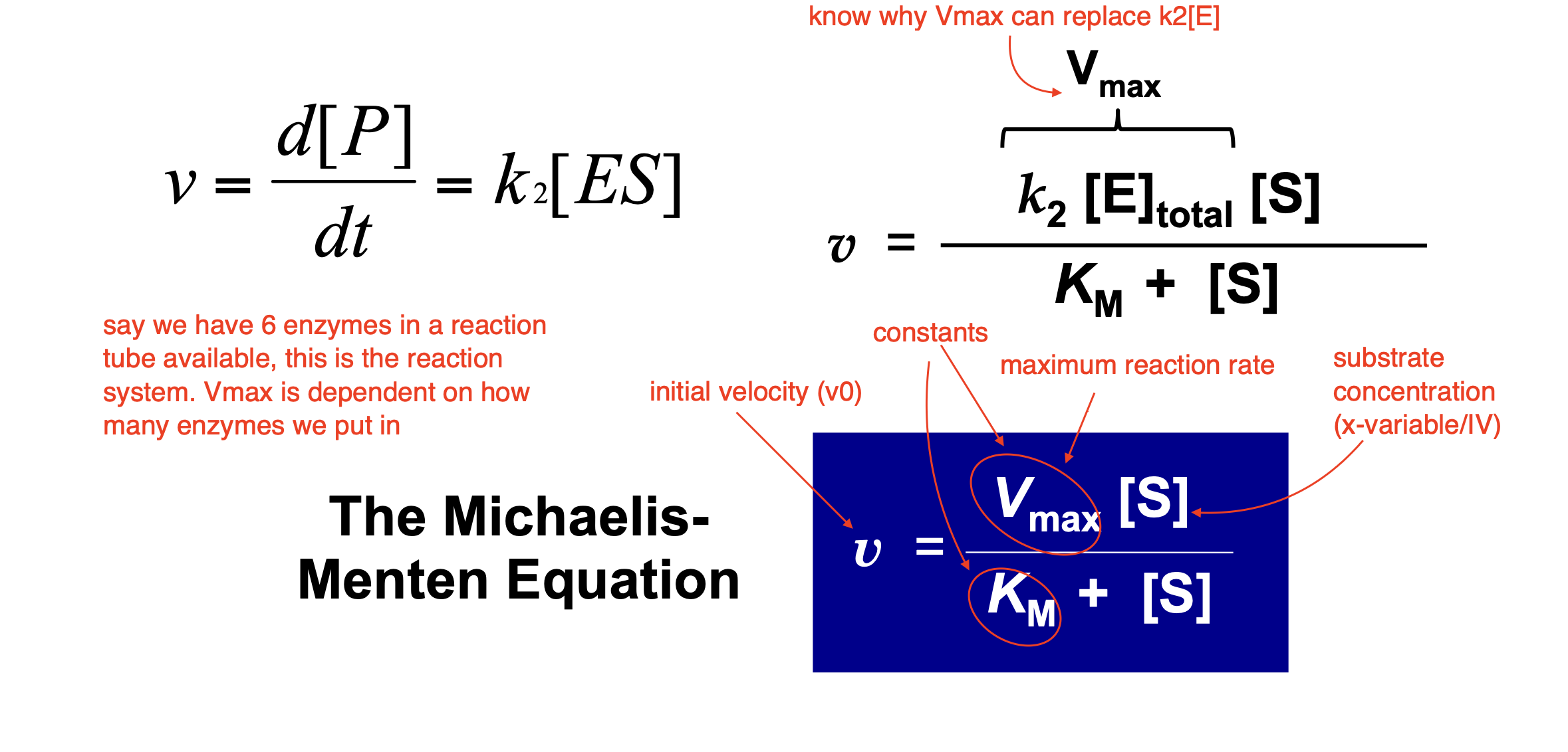 <p><span>The </span><strong>rate-determining step</strong><span> in Michaelis-Menten kinetics is the breakdown of the </span><strong>enzyme-substrate complex (ES) </strong><span>into </span><strong>product (P):</strong></p><p>ES —&gt; E + P (recall rate constant is k2)</p><p><span>The rate of product formation is proportional to the amount of </span><strong>ES</strong><span> present:</span></p><p><span>v = k2[ES]</span></p><p><span>The </span>fastest possible reaction rate<span> occurs when </span>all enzyme molecules are bound to substrate<span>. In other words, at </span>saturation<span>:</span></p><p><span>[ES] = [E]<sub>total</sub></span></p><p><span>Substituting this into the rate equation:</span></p><p>v<sub>max</sub> = [E]<sub>total</sub></p><p><span>The maximum velocity (Vmax⁡) depends on the total amount of enzyme available and the rate at which each </span>ES complex <span>turns into product (k2, also called </span>kcat<span>). This means </span>if every enzyme molecule is working at full capacity, the reaction proceeds at its maximum possible speed<span>.</span></p><p></p>