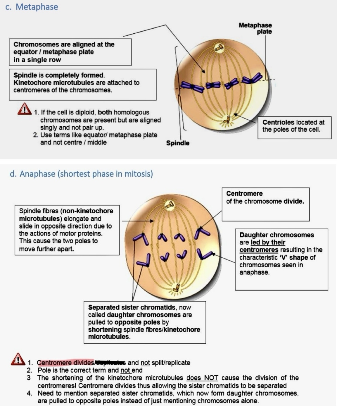 <p>note: at anaphase, no. of chromosomes in cell double due to division of centromere</p>