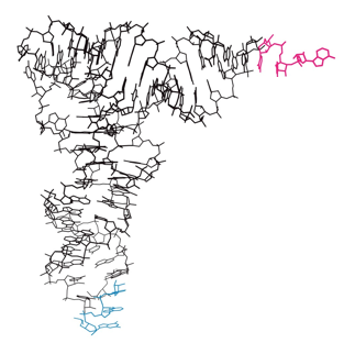 <p>Label the CCA terminus and anticodon loop</p>
