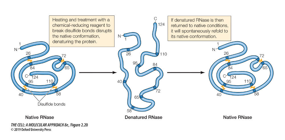 * demonstrated the importance of the 3D structure.
* disrupted proteins by treatments such as heating, which breaks non-covalent bonds (denaturation)