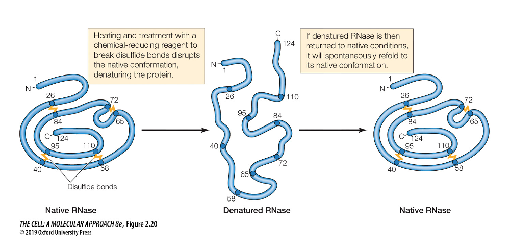 <ul><li><p>demonstrated the importance of the 3D structure.</p></li><li><p>disrupted proteins by treatments such as heating, which breaks non-covalent bonds (denaturation)</p></li></ul>