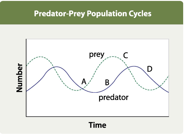 <p>Predator-prey interactions that result in altering periods of large and small population sizes. Sinusoidal growth. </p><p>An increase in prey increases the resources that are available to predators (A), so the predator population increases (B). This leads to a reduction in the prey population (C), followed by a reduction in the predator population (D). The cycle repeats itself over time. </p>