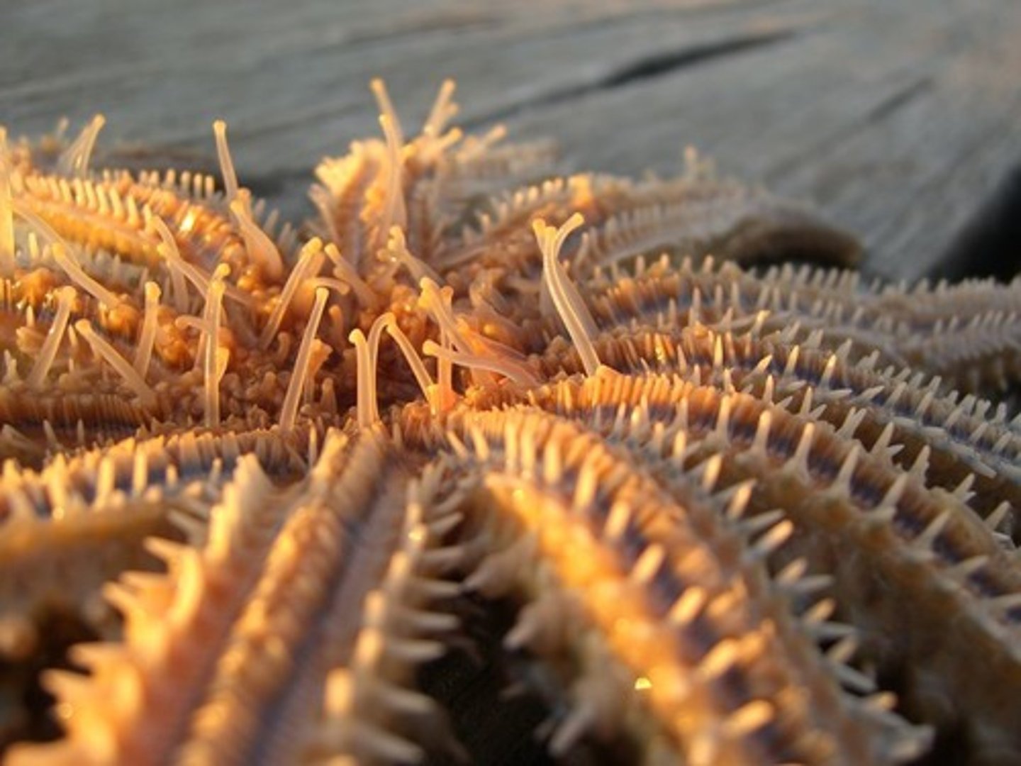 <p>Internal skeleton made of calcium carbonate plates</p>