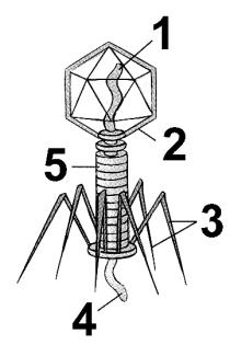 In the bacteriophage shown above, the functions of the structures labeled 2 and 3 are 

a. 2= protection of the genetic material, 3= locomotion. 

b. 2= mate recognition, 3= attachment to a host cell

c. 2= protection of the genetic material, 3= replication. 

d. 2= to take over host cell mechanisms, 3= attachment to a host cell. 

e. 2= protection of the genetic material, 3= attachment to a host cell