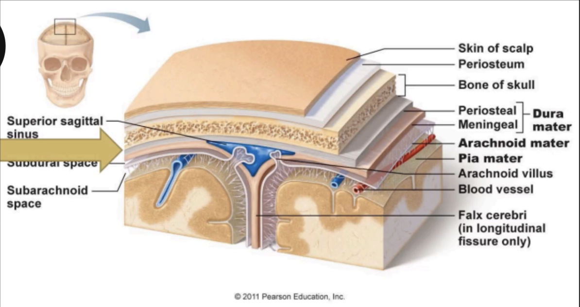 <p>EPIDURAL SPACE</p>