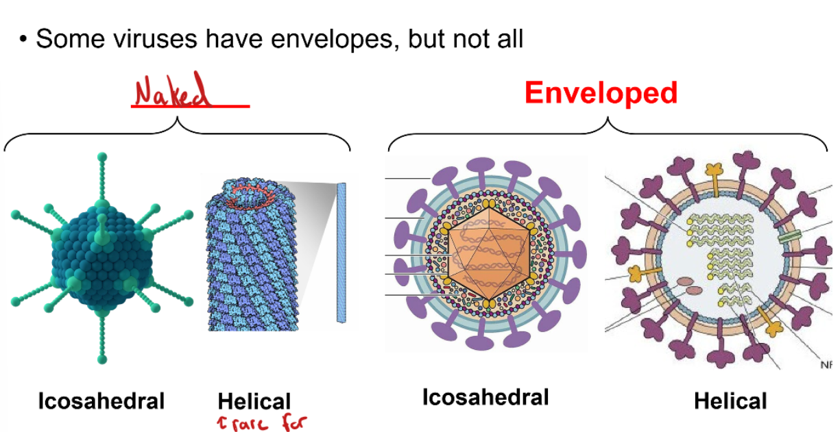 <p>Naked (Icosahedral and Helical) versus Envelope (Icosahedral and Helical)</p>