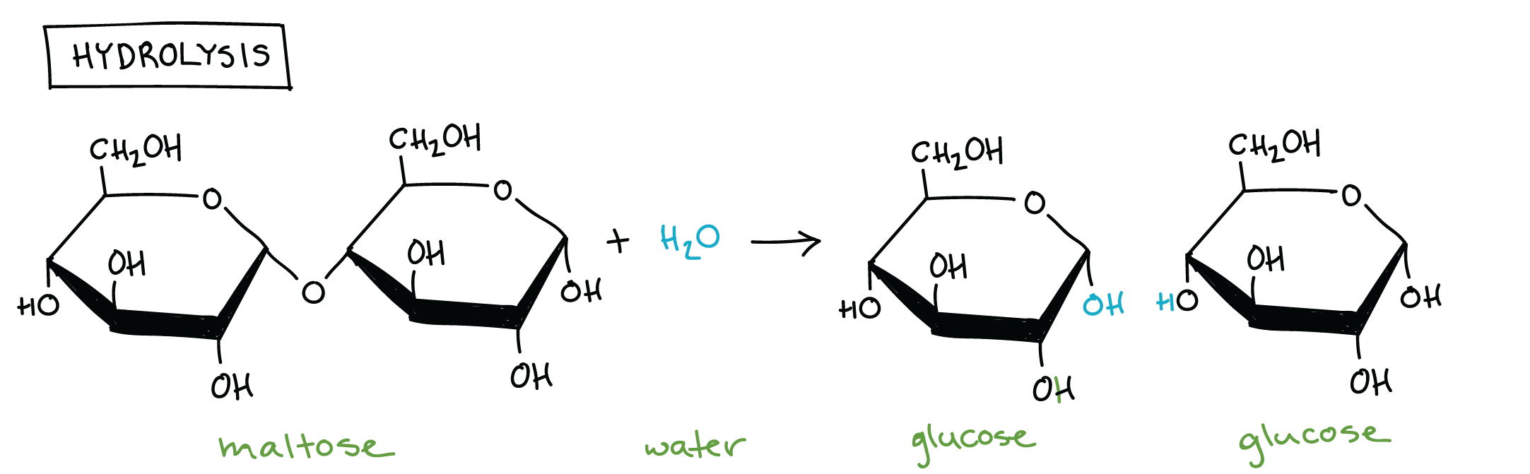 <p>Breaks bonds by <strong>adding</strong> H₂O</p><ul><li><p>-H of the H₂O bonds to one monomer and the remaining -OH attaches to the other monomer.</p></li><li><p>Covalent bonds are cleaved (broken).</p></li><li><p>AB + H₂O → A + B</p></li></ul>