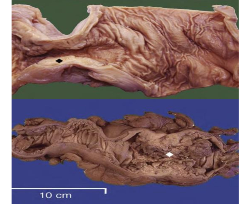 <p>Identify </p>