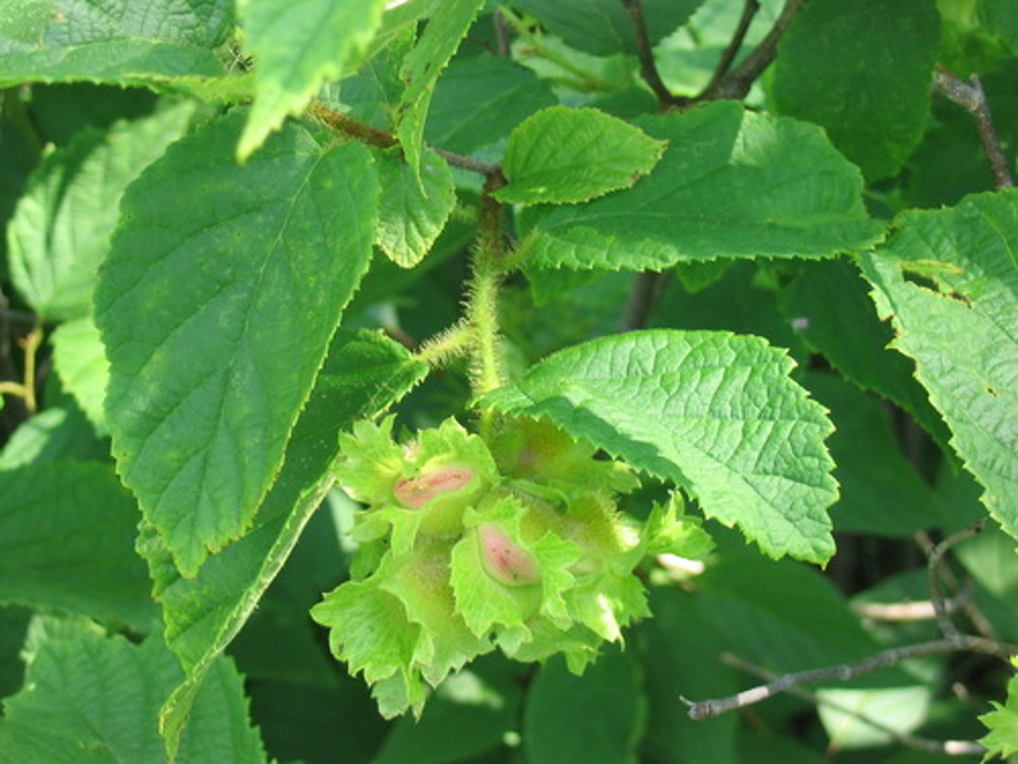 <p>Betulaceae Corylus americana</p>