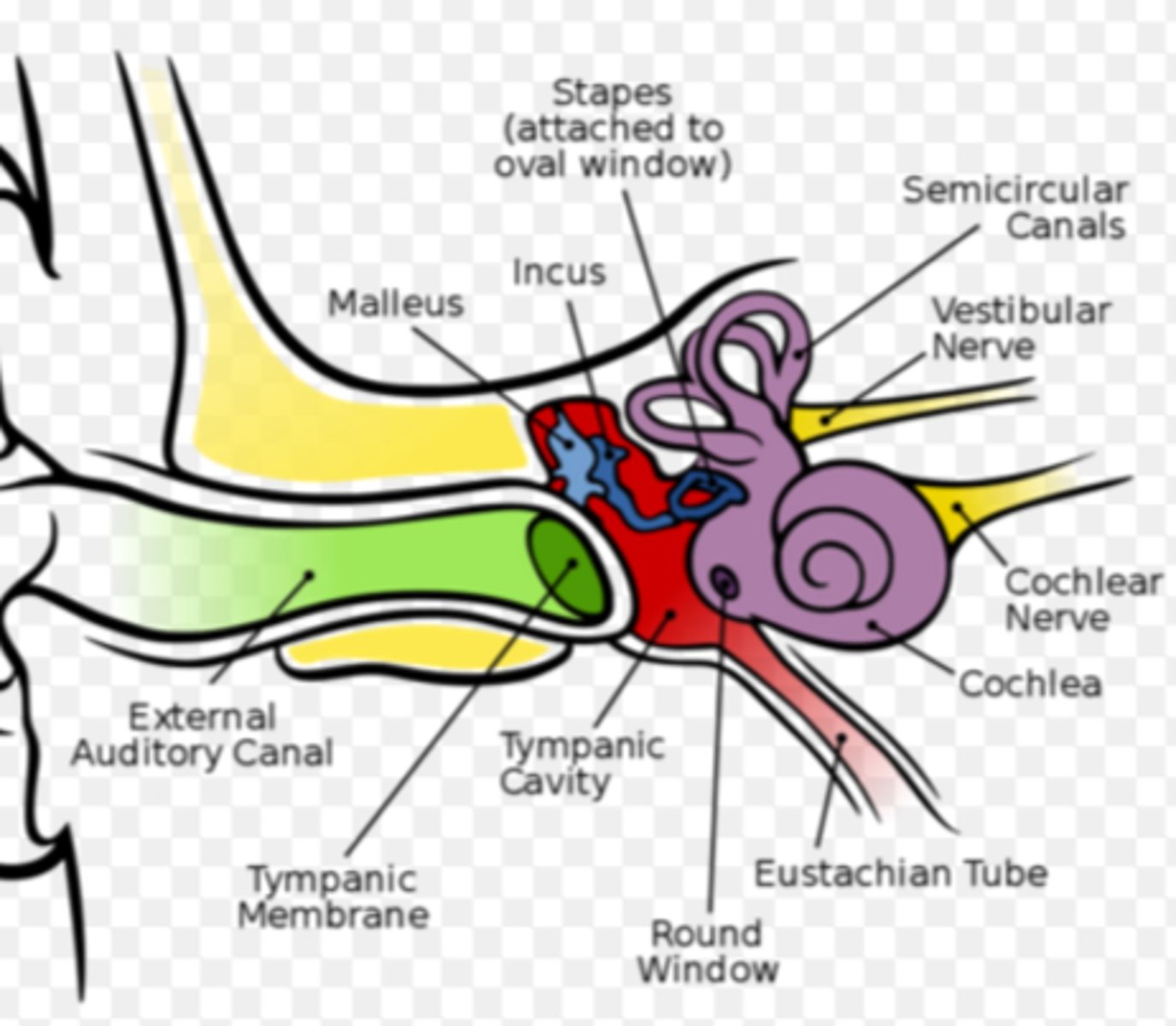 <p>- areas that connect the middle ear to the inner ear</p>